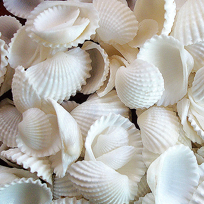 100 Floating White Seashells- White Coral Reef-Pearls-Aqua Sea Color Gels- Fills 1 Gallon for Your Vases- With Pre-Measured Prep Bag-Option of 3 Submersible Fairy Lights Strings